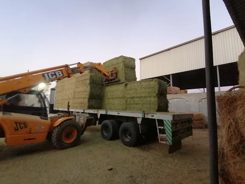 Galaxy Egypt logistics