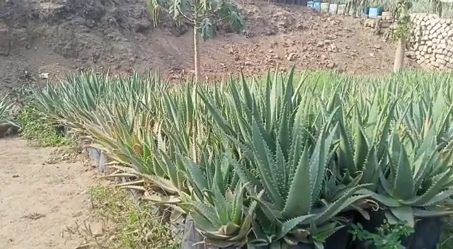 African Plants for export and Agro-production