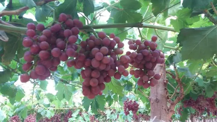 جرين فيلد للتطوير الزراعى
