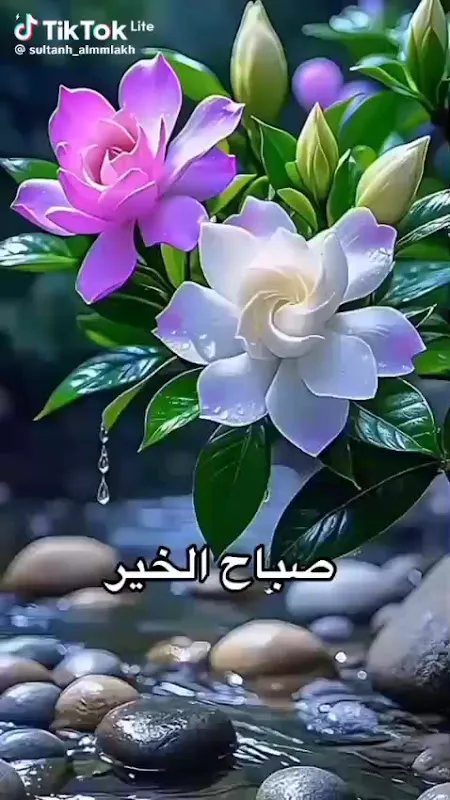 حورس للنقل السياحي