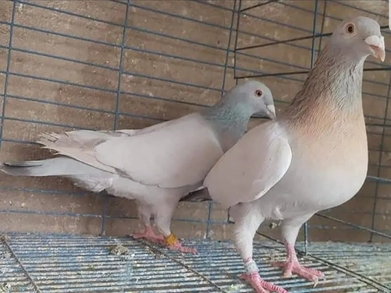 صموئيل يوسف