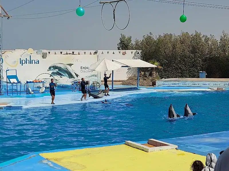 Dolphin show hurghada