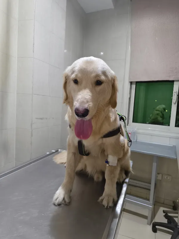 Armed Forces Veterinary Hospital for Treatment and Laboratory Analysis