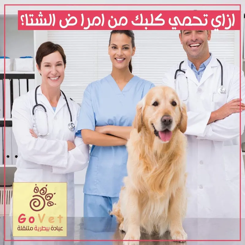Go Vet Maadi Branch عيادة بيطرية
