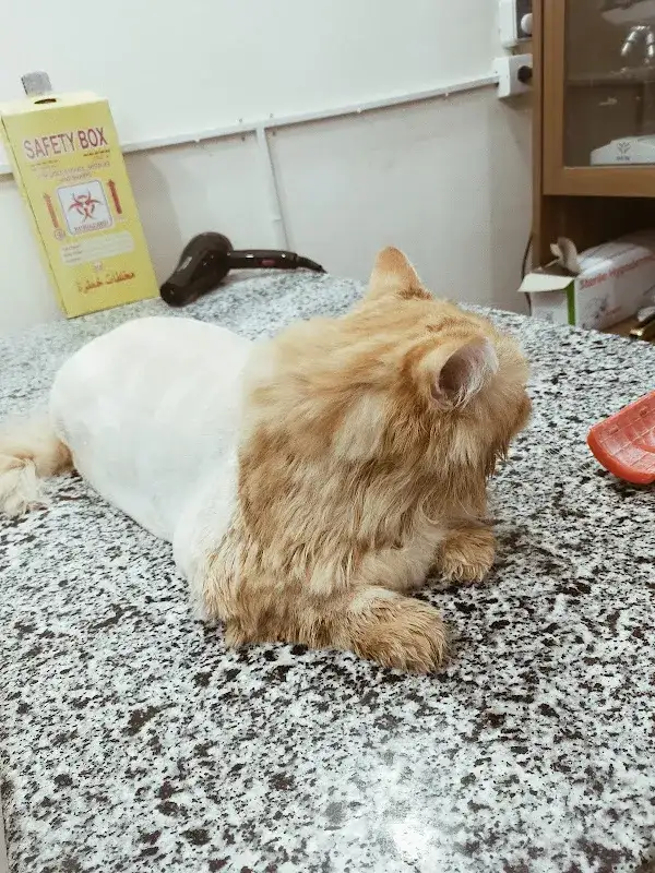 Pet Medic العيادة البيطرية اكتوبر الحي الرابع