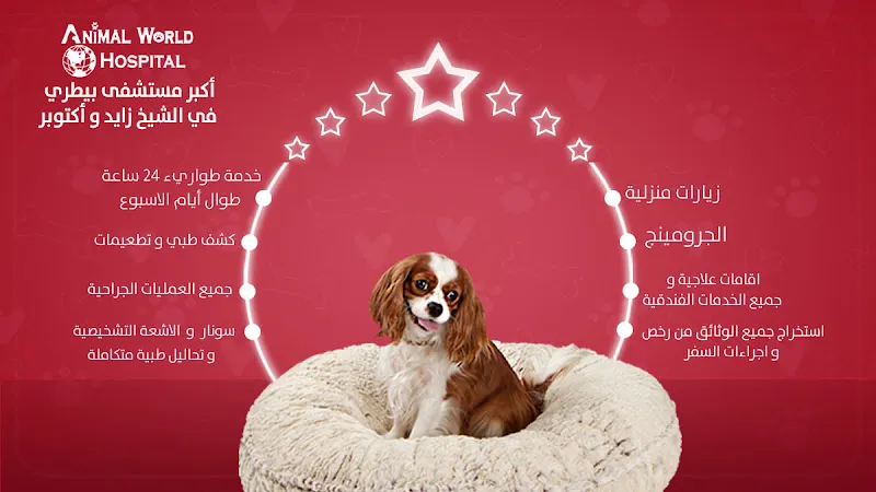 Animal World Hospital