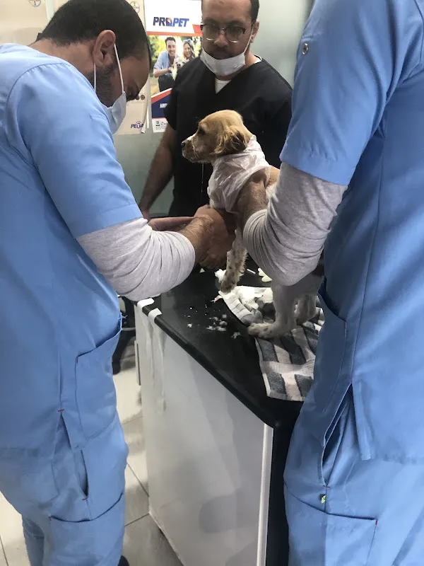 Domestix Animal Hospital Zayed