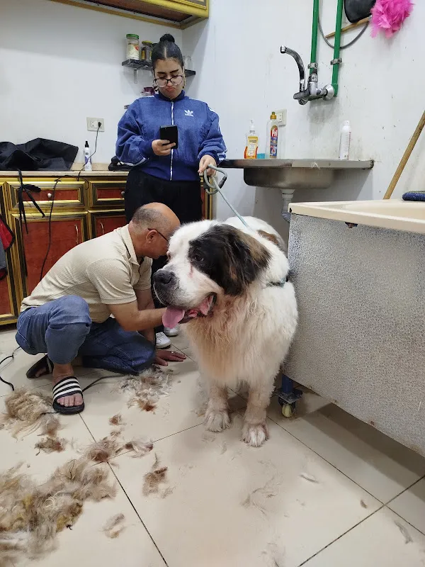 Bloom Pets Clinic