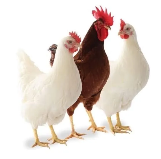 العيادة الدولية البيطرية
