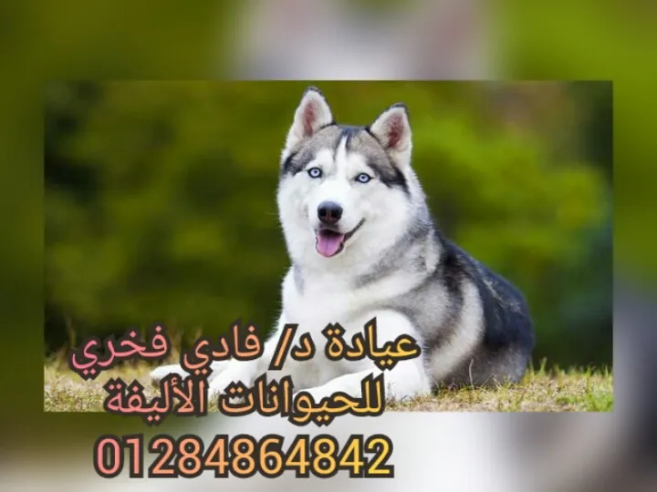 عيادة دكتور فادي فخري للحيوانات الاليفة