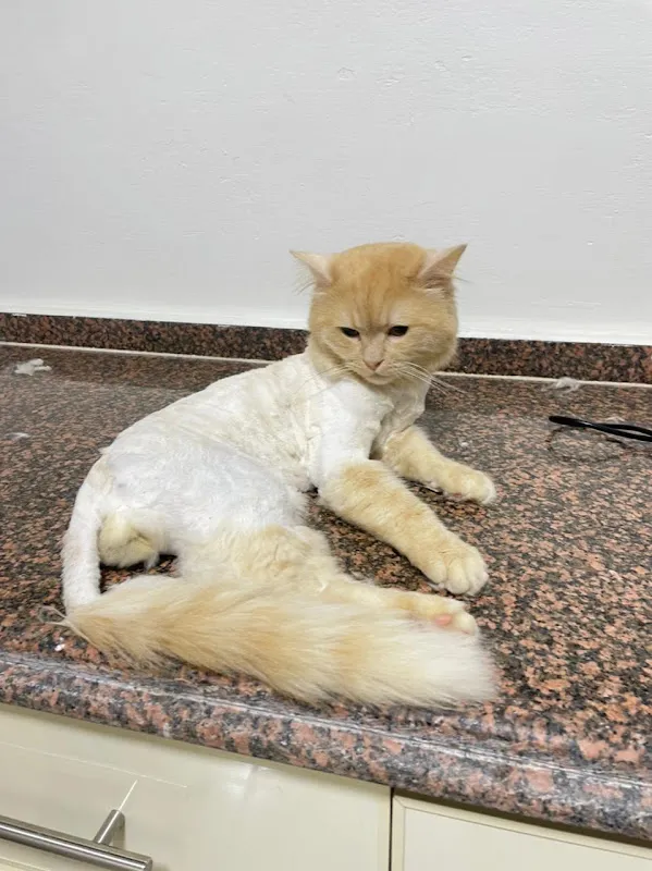 Pets Clinic عيادة الحيوانات الأليفة