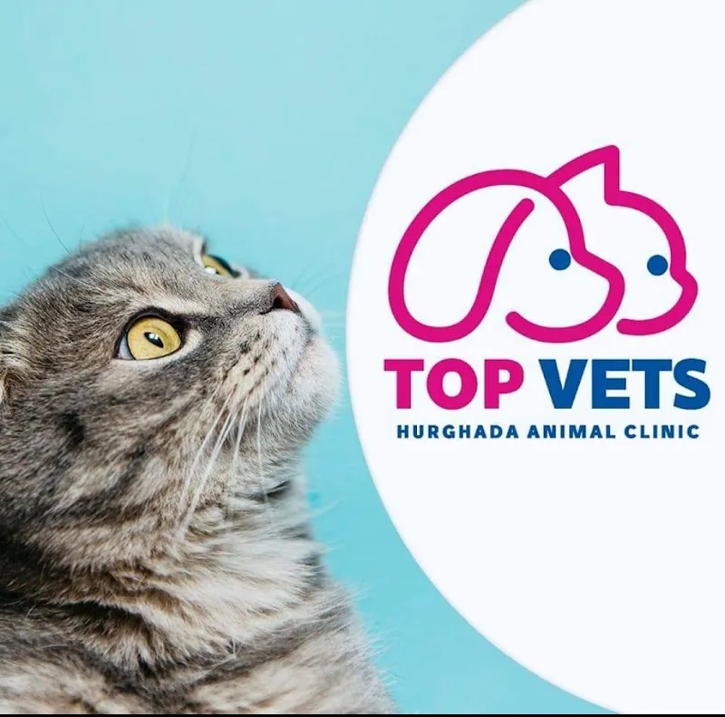 Top vets hurghada animal center