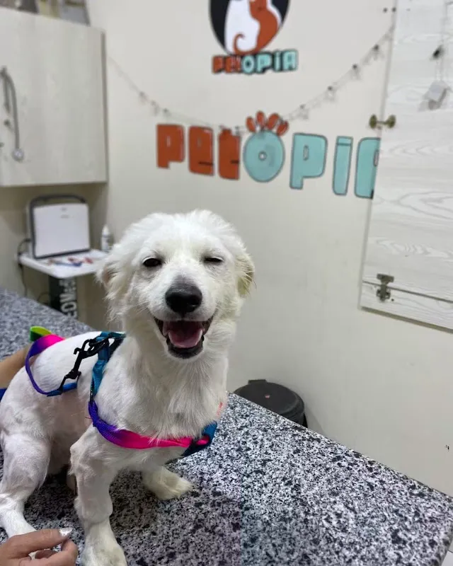 Petopia vet clinic