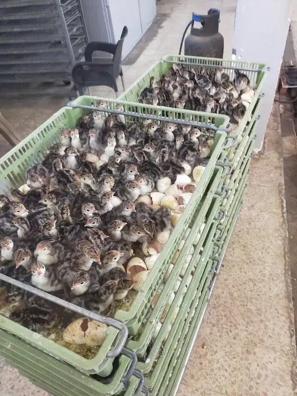 فارما فيت pharma vet