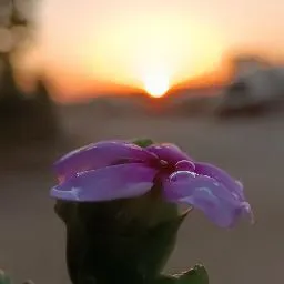 صيدليه المهندس