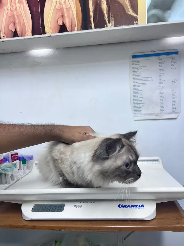 عيادة بيطريه طوارىء الإقبال