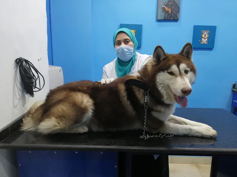 عيادة ايجى فيت البيطرية - EGY Vet Clinic - Sharkia branch