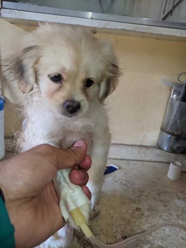 Vet clinic (Dr, abdelhameed saied)