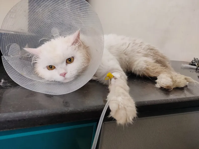 Pets Pal Veterinary Clinic Official