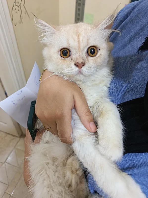 Angels pet clinic العيادة الطبية البيطرية