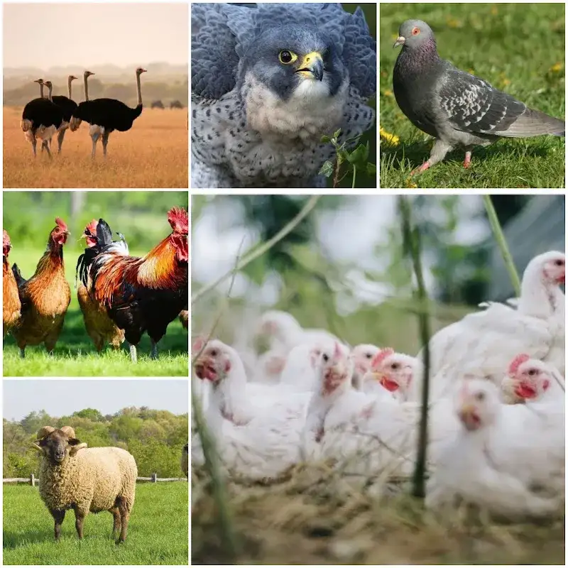 مركز الدكتورة مريم سالم البيطريDr Maryam Salem Vet center