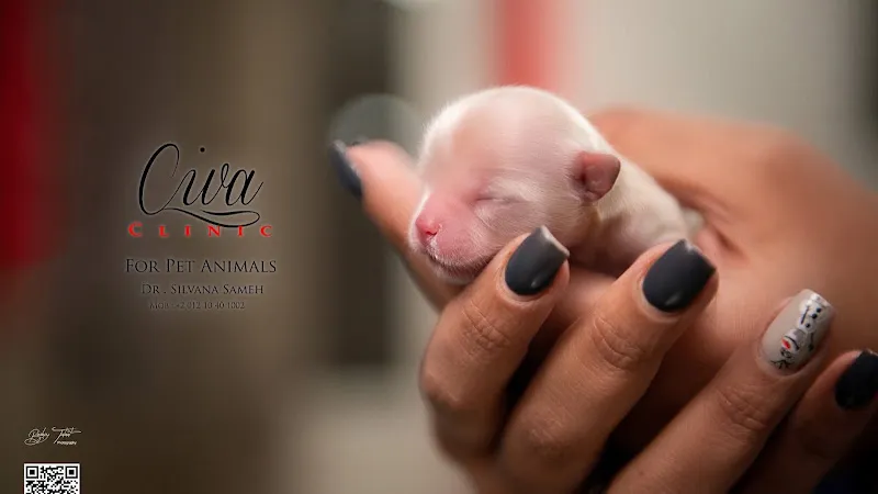 Civa Clinic For Pet Animal