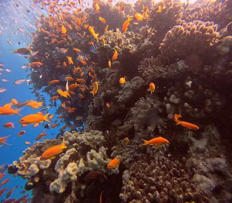 Dive X Egypt