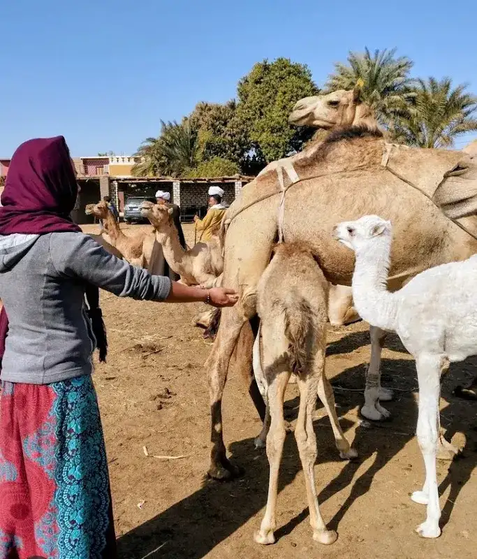 Imaginative tour (all tour in Aswan)